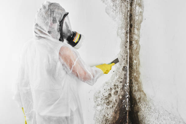 Best Bathroom Mold Remediation in Red Oak, TX