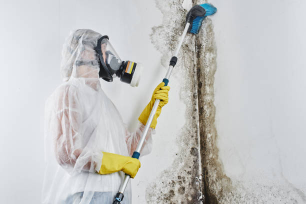 Best White Mold Remediation in Red Oak, TX