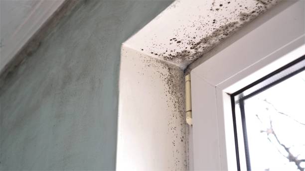Best Residential Mold Remediation in Red Oak, TX