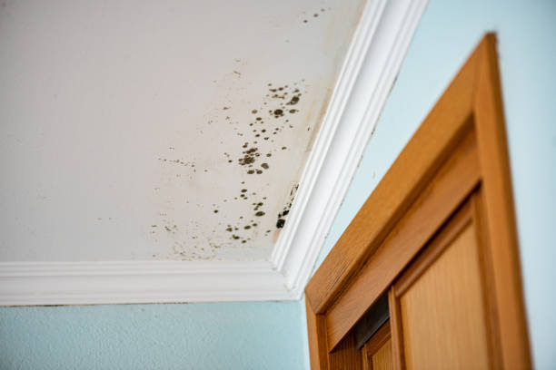 Best Preventive Mold Services in Red Oak, TX