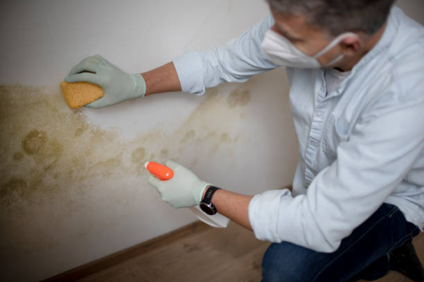 Best DIY Mold Remediation Support Services in Red Oak, TX