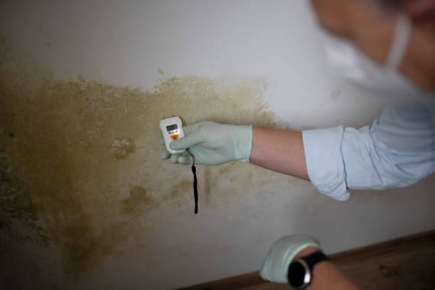 Professional Mold Remediation in Red Oak, TX